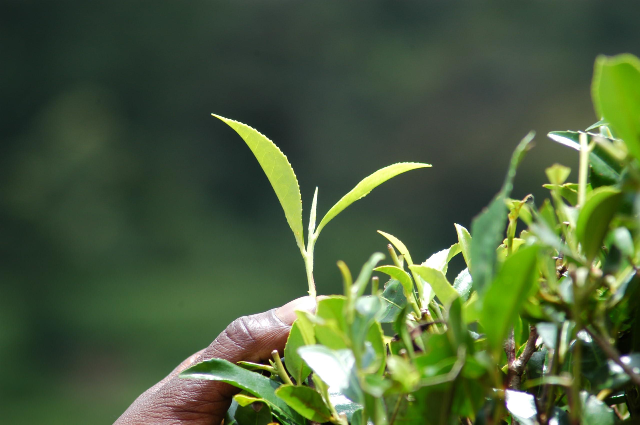 Ronnefeldt Ronnefeldt Teavelope Classic Green Organic - Green Tea Bags Individually Wrapped, 25 Count - Natural Green Tea - Hot or Iced