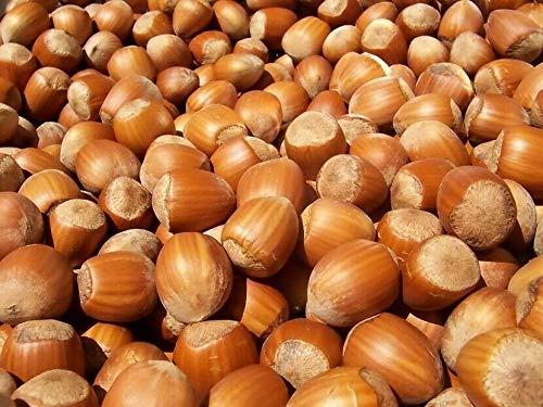 Sanmac Foods Freshly Harvested American Grown Raw In-shell whole Hazelnuts Filberts Large (1)