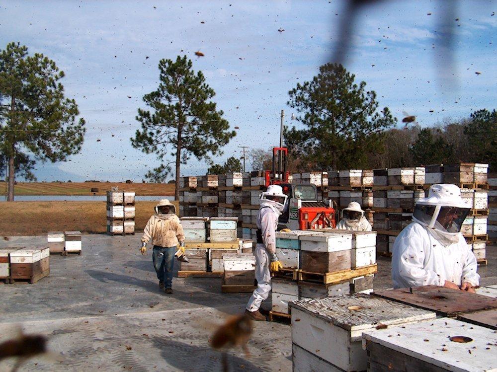 WEEKS HONEY WEEKS HONEY Buckwheat Honey, 16 OZ