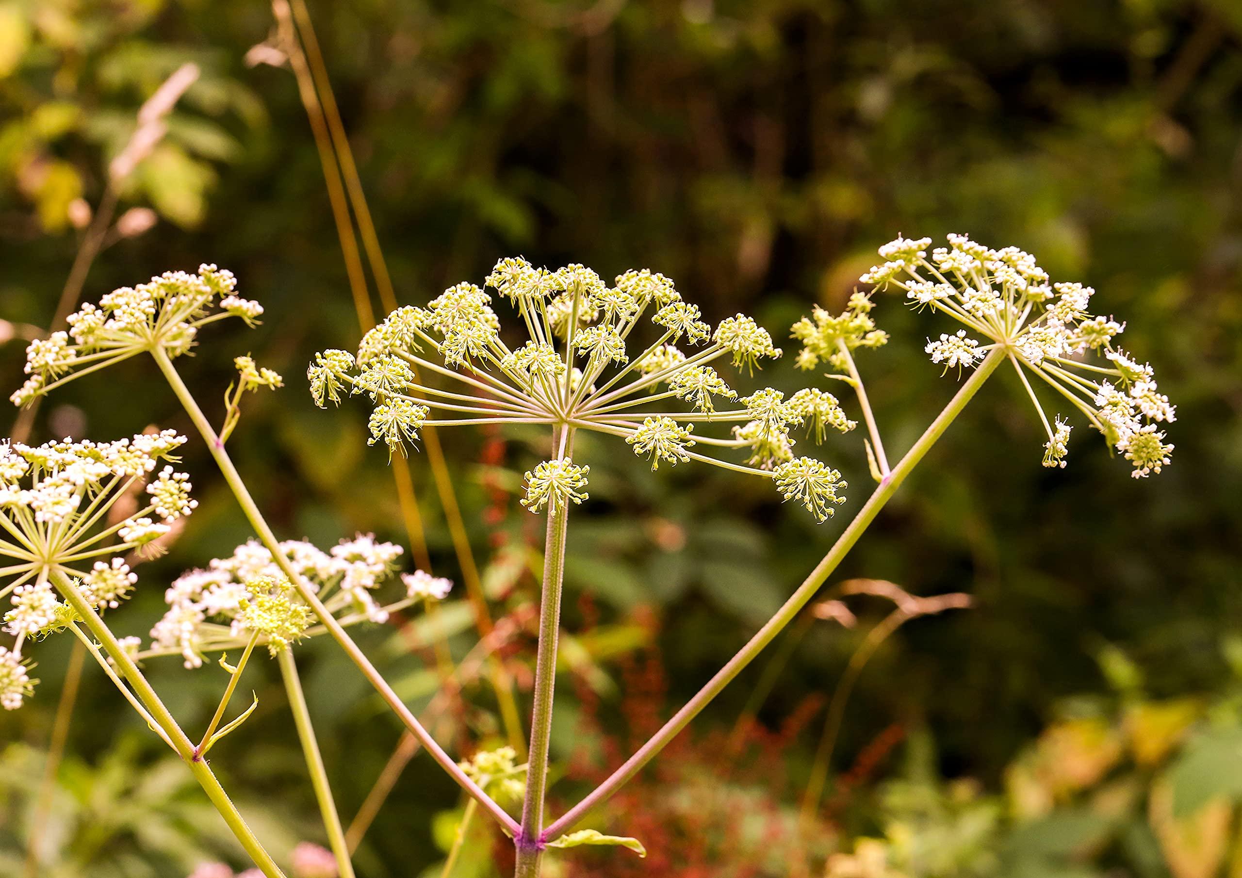 Food to Live Food to Live Cumin Powder, 12 Ounces Finely Ground Dried Cumin Seeds, Jeera, Bulk, Vegan, Kosher. High in Iron, Magnesium, and Calcium. Great for Mexican, Middle Eastern, and Indian Cuisines