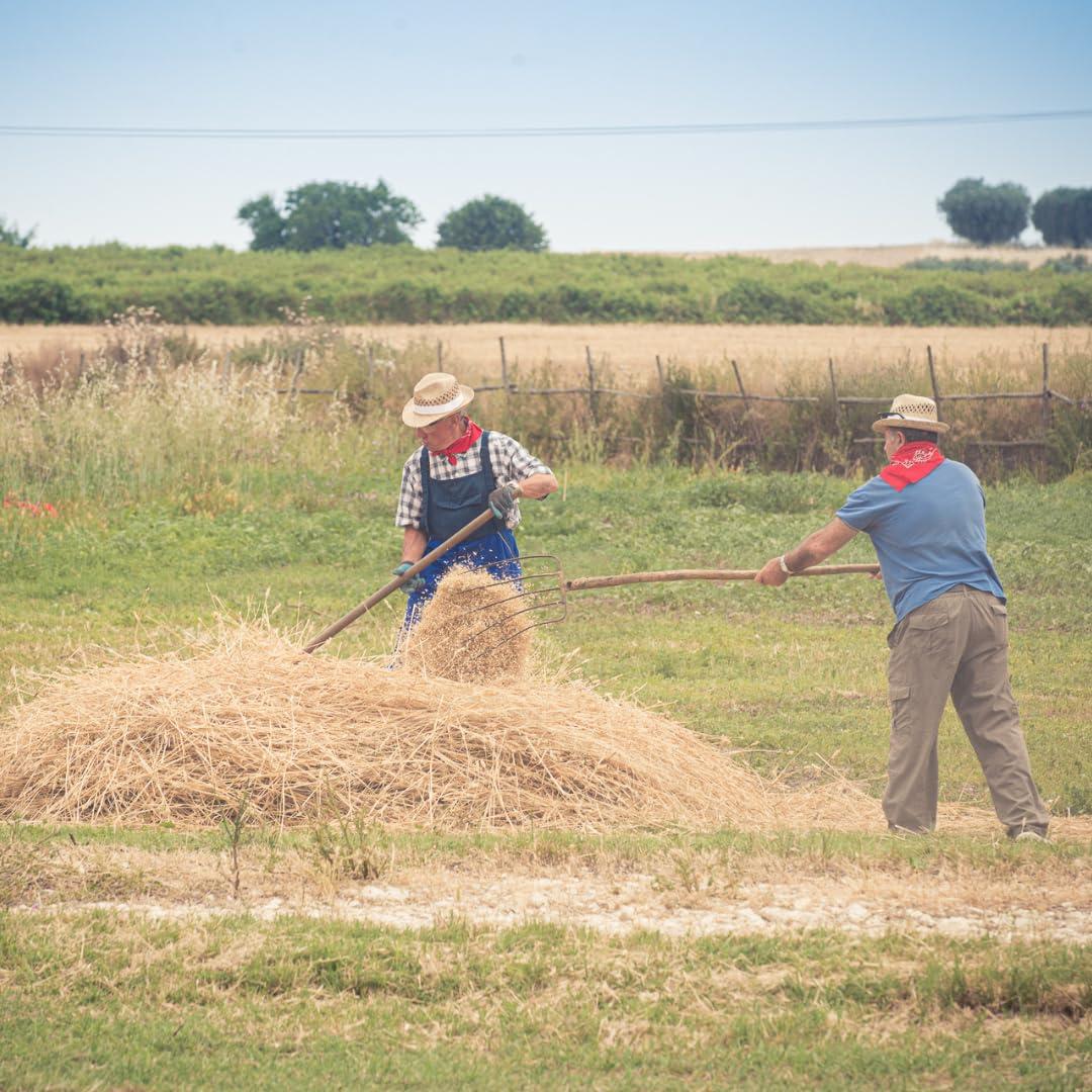 Alma Gourmet Italian Mezzi Rigatoni di Gragnano IGP - Authentic Pasta di Gragnano Imported - Certified Made in Italy - 100% Italian Wheat - Slow Dried, Excellent Firmness - Pastificio dei Campi - 17.6oz Pack of 1