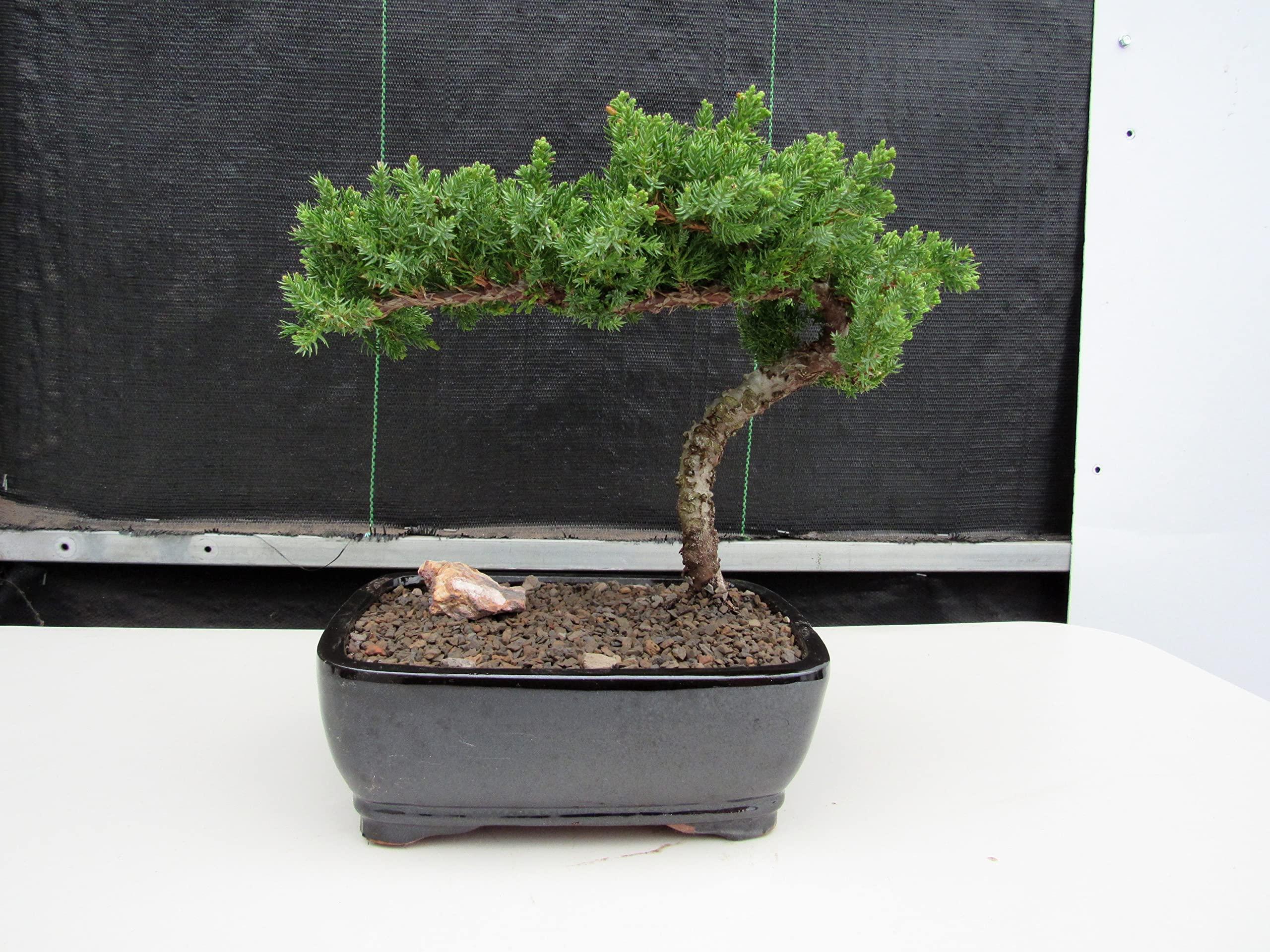 LOVE MY BONSAI Juniper Bonsai Tree (Medium) (Medium (As Shown))