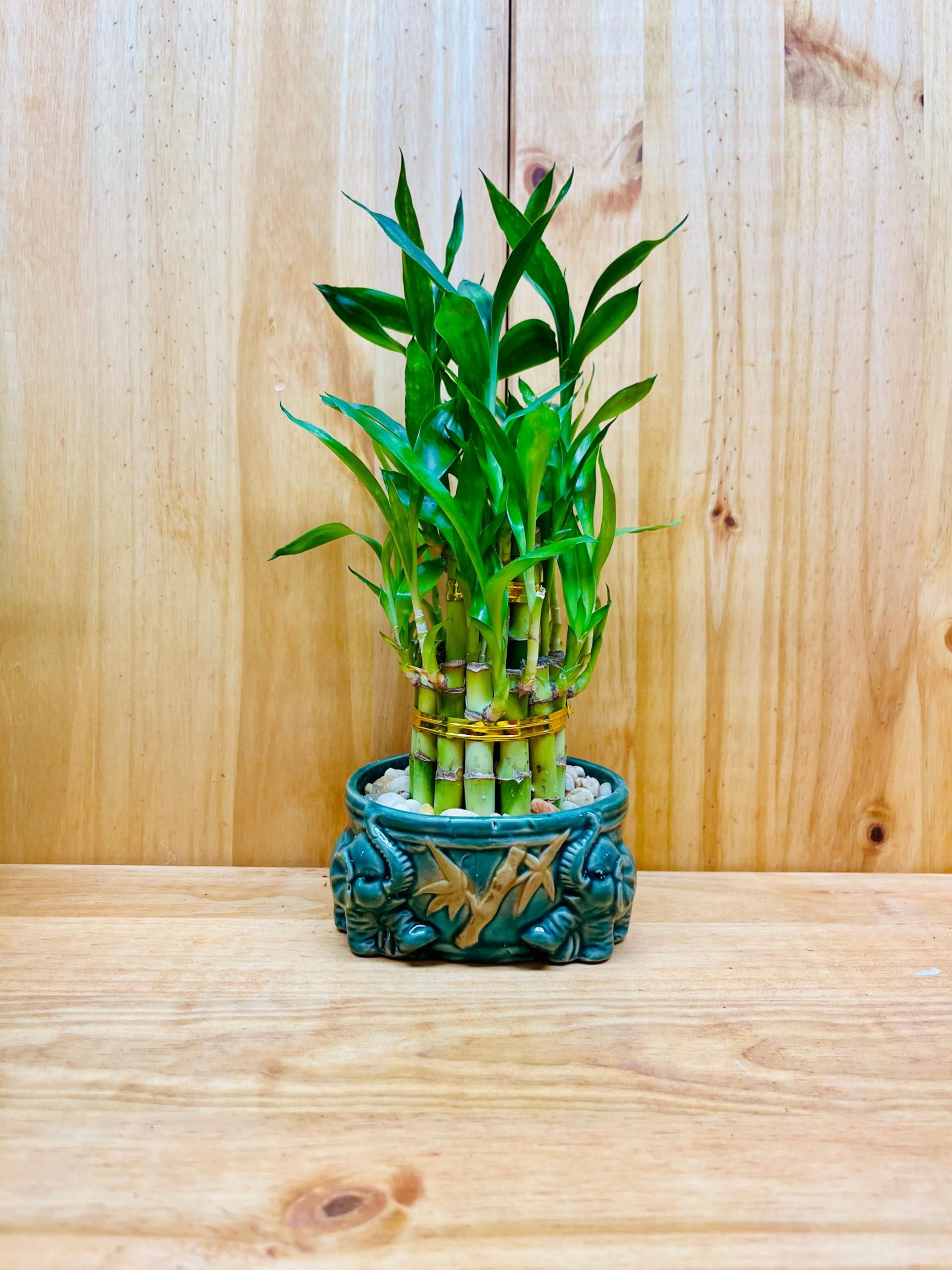 Generic Generic Live Lucky Bamboo Plant Two Tier Arrangements in Ceramic Vase One Elephant Head Ceramic Vase