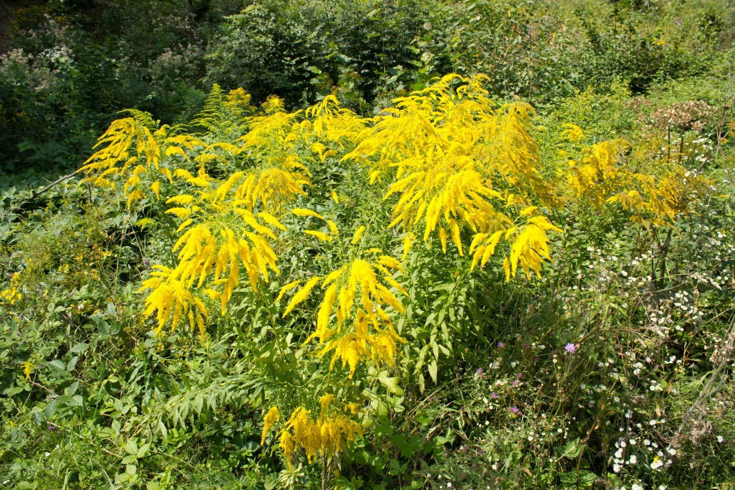 Health Embassy Health Embassy Goldenrod Herb | Solidago virgaurea L | 100% Natural Herbal Tea (50g)