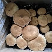 Willow Mountain Mushrooms Mushroom Lovers Multi Kit ~ One Each ~ Button, Crimini and Oyster ~ EASY to Grow!!