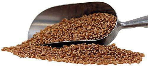 BENCH VIEW FARMS Organic Hard Red Wheat Berries - 24lbs