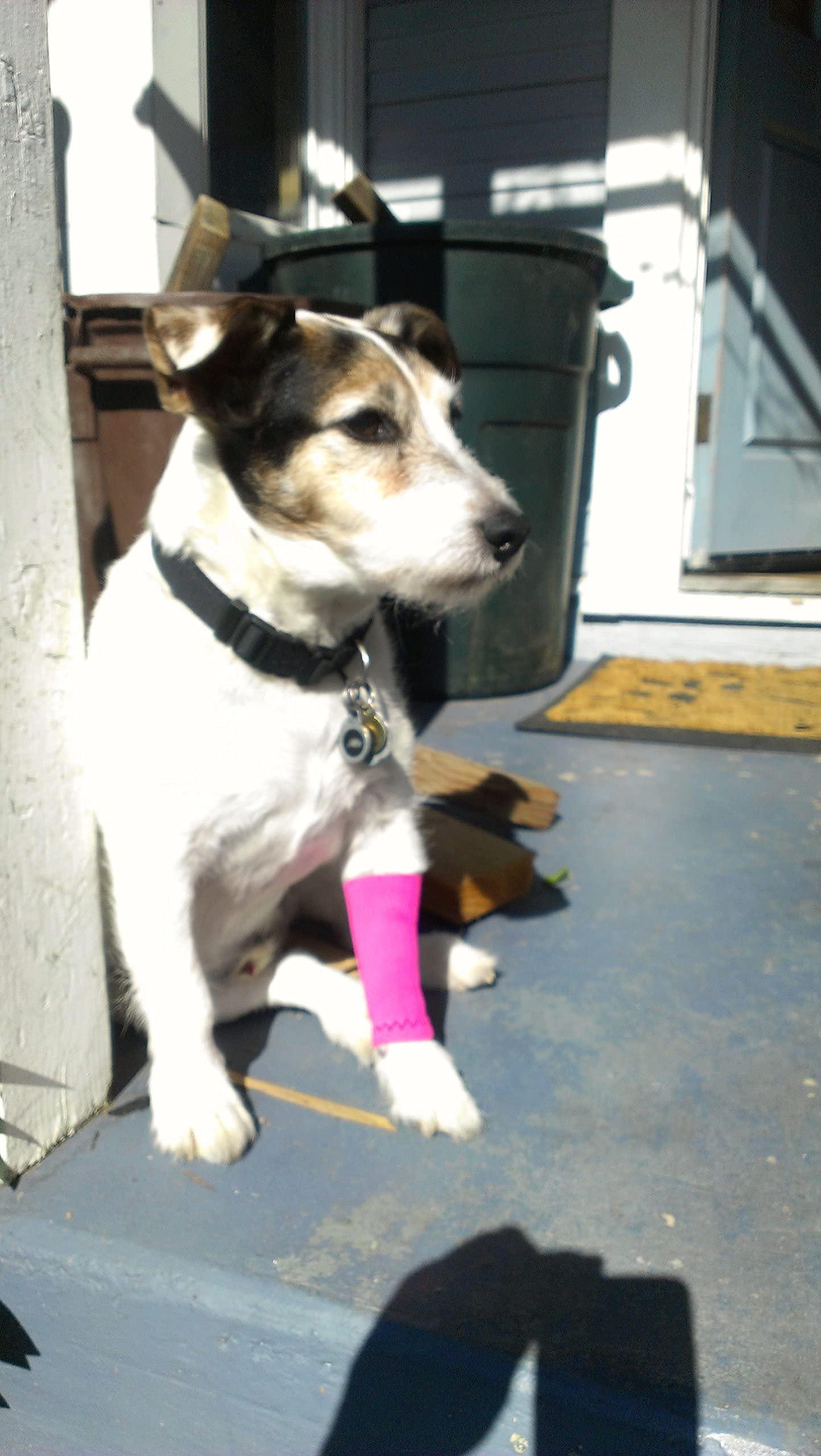 Canine Compression Sleeve WALKABOUT Compression Sleeve for Dogs, Canine Leg Brace to Heal Wounds, Hygromas, Treat Arthritis and Injury with 360 Support Sleeve for Pain Relief, and Elbow Pad Protection