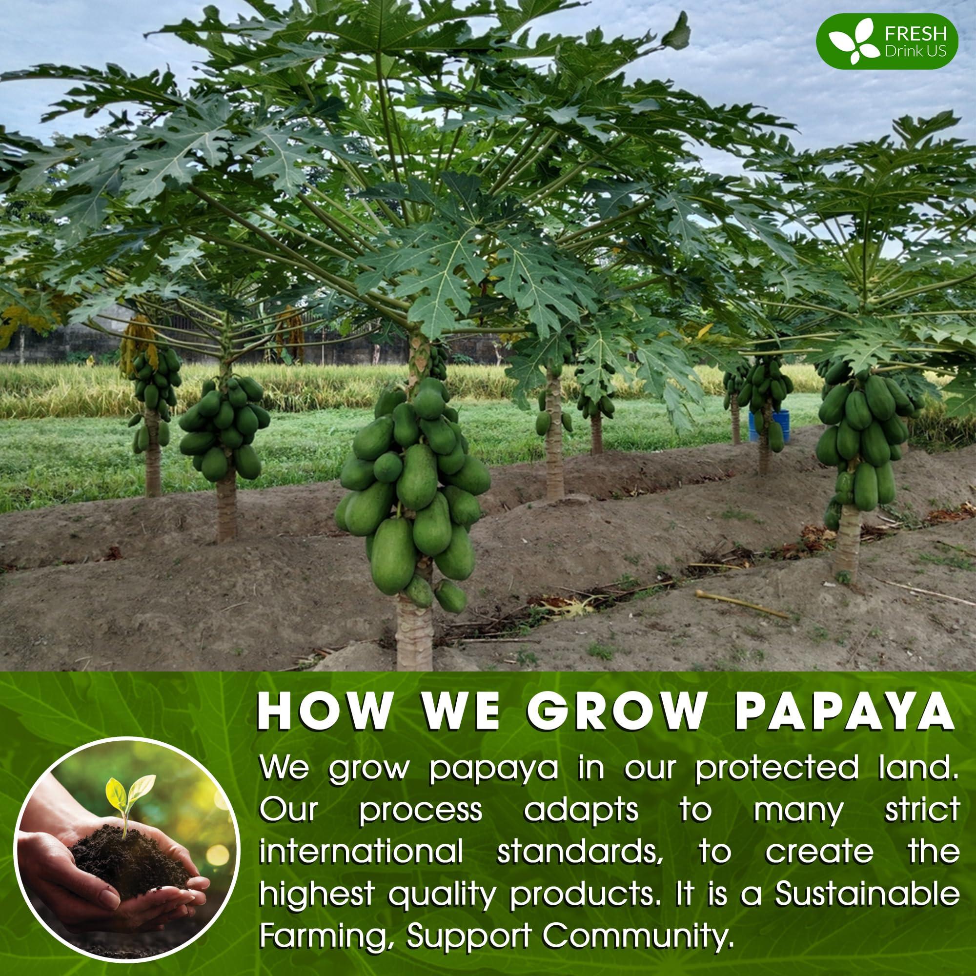 FRESHDRINKUS FreshDrinkUS, Premium 40 Papaya Leaf Tea Bags, 100% Natural & Pure from Papaya Leaves. Loose Leaf Papaya Herbal Tea. Made with Natural Material Tea Bags. No Sugar, No Caffeine, No Gluten, Vegan.