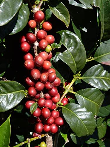 Koffee Kult Koffee Kult Dark Roast Ground Coffee - Small Batch Gourmet Aromatic Artisan Blend 100% Arabica Coffee Organically Sourced (Ground, 12oz)