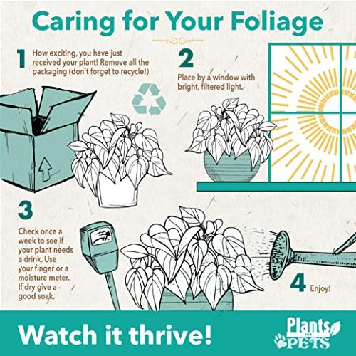 Plants for Pets Golden Pothos Plant Live in Hanging Planter Pot Live by Plants for Pets, 1 Count