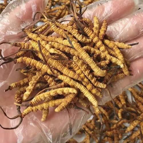 Generic 10 Gram 100% Wild Himalayan Cordyceps Sinensis Chinese Caterpillar Fungus Cordyceps Sinensis Wild Cordyceps,Dong Chong Xia Cao,Memory Support Immune Support,Natural Organic Herbal Supplements.