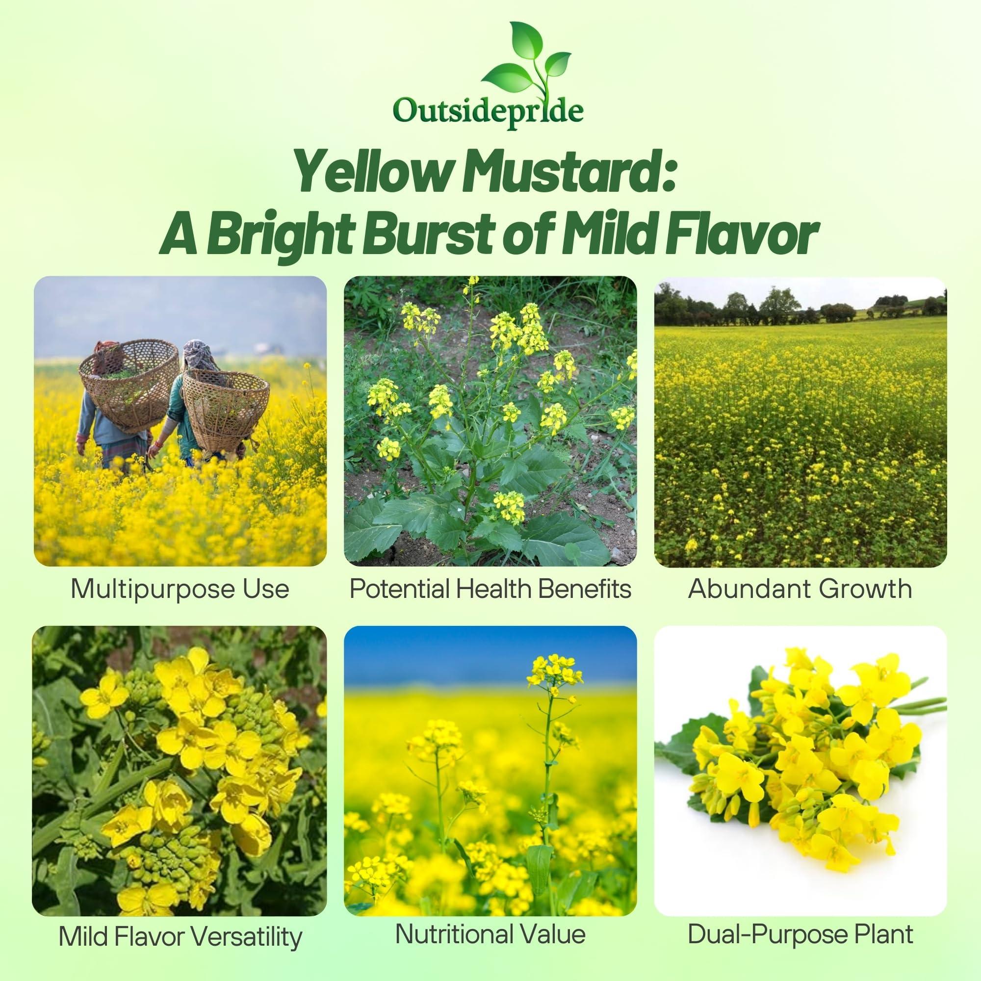 Outsidepride Outsidepride 10000 Seeds Annual Yellow Mustard Herb Garden Seed for Microgreens, Sprouts, & Cooking