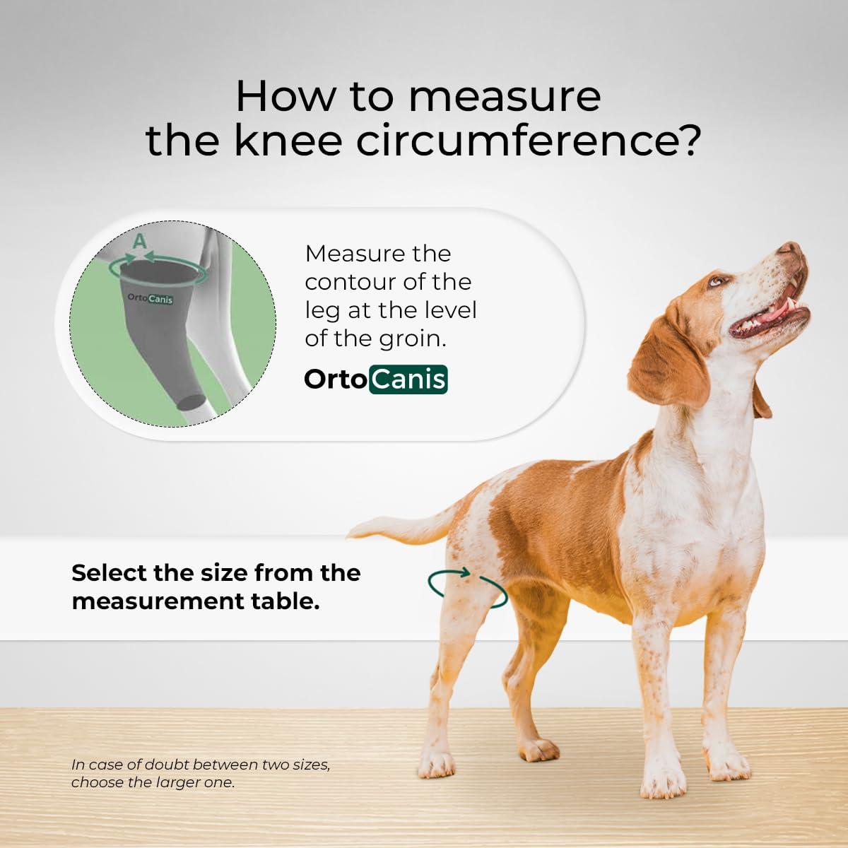 Ortocanis Ortocanis Dog Knee Brace for Torn Acl Hind Leg, Ligament Rupture and Patella Luxation - Dog Acl Knee Brace - Dog Braces for Back Leg for Support - Dog Back Leg Support Brace (Size XXL, Left Leg)