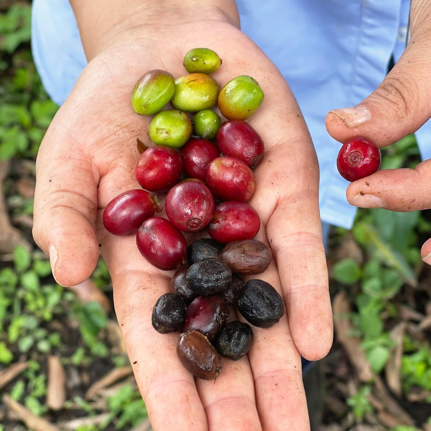 CAFE QUINDIO Cafe Quindio Gourmet Ground Coffee, 100% Colombian Excelso Coffee (16 oz / 454g)