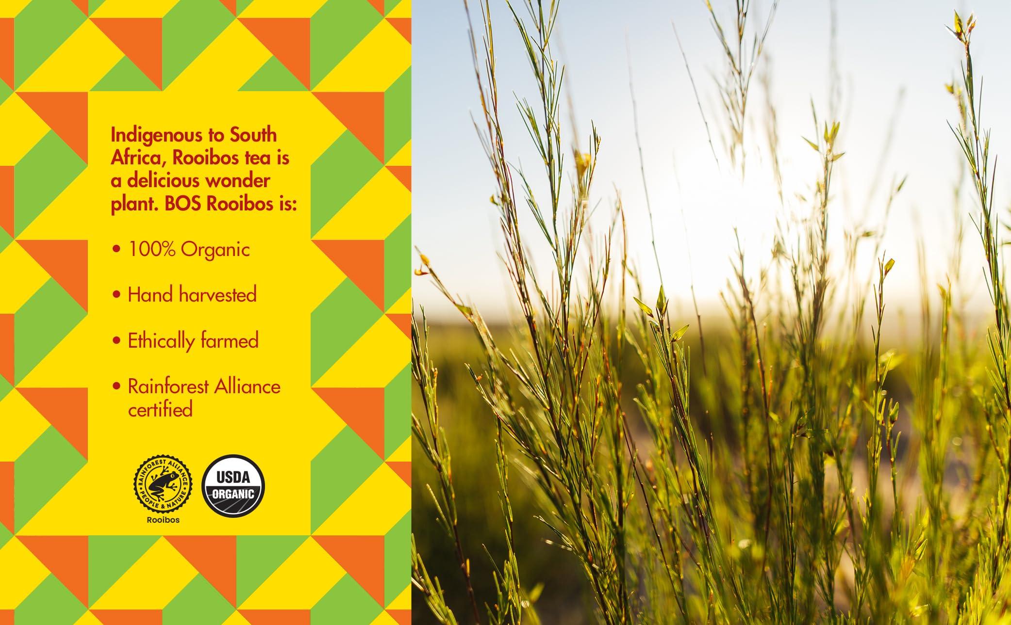 BOS BOS Rooibos Iced Tea Sugar Free Peach | 24x (6x 10.1 oz Cans) | Organic, Caffeine Free, Naturally Sweet, Antioxidant-Rich, Herbal, Red Rooibos Tea | From South Africa