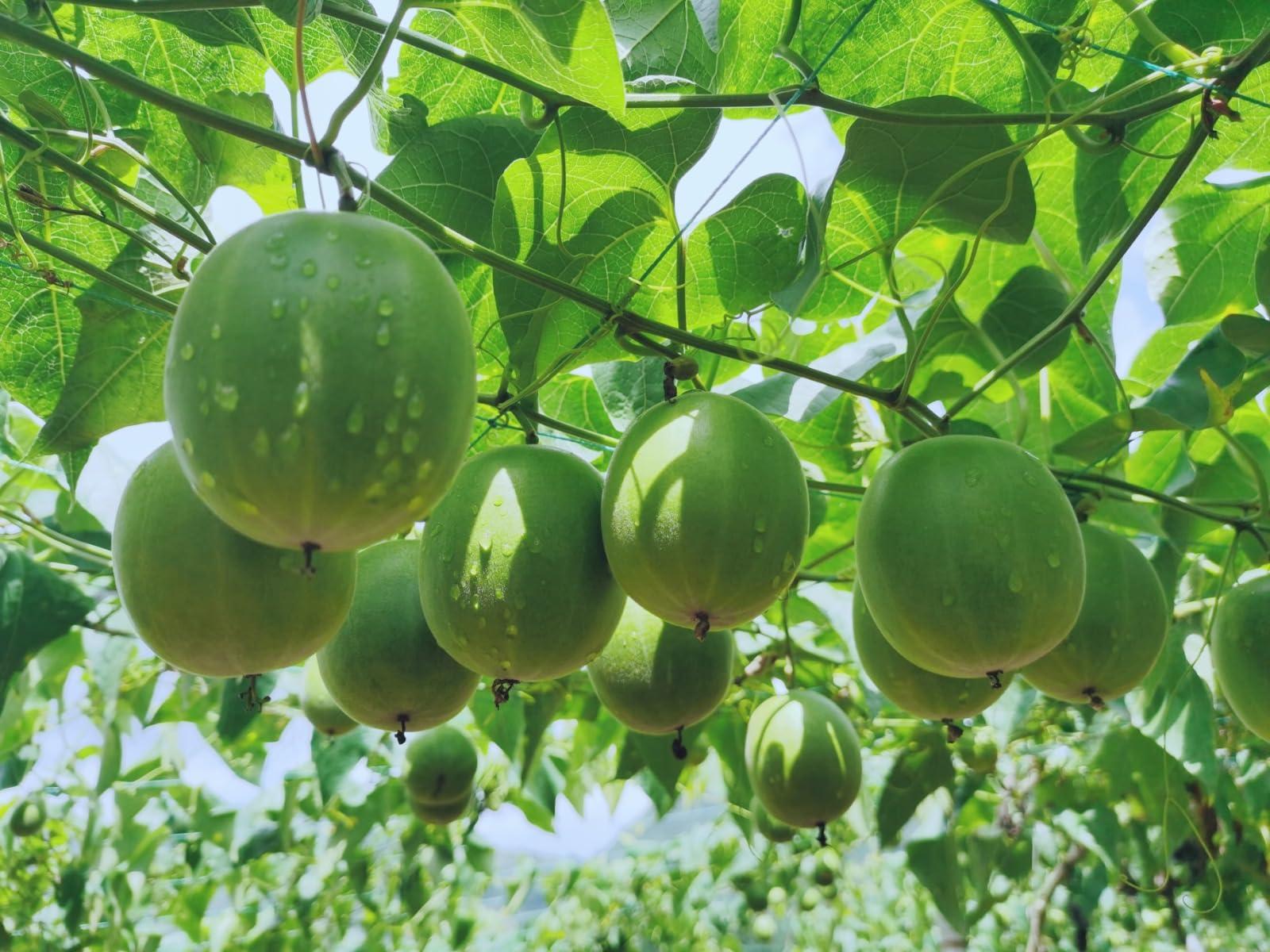 THE MIX SUPERFOODS The Mix Superfoods, Monk Fruit PURE, NO erythritol, NO artificial, JUST monk fruit 100% (100 g)