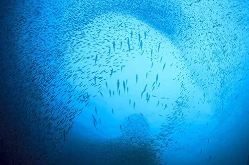 SEASON Season Sardines in Water No Salt Added, Wild Caught, 22g of Protein, Keto Snacks, More Omega 3\'s Than Tuna, Kosher, High in Calcium, Canned Sardines 4.37 Oz Tins, 24-Pack