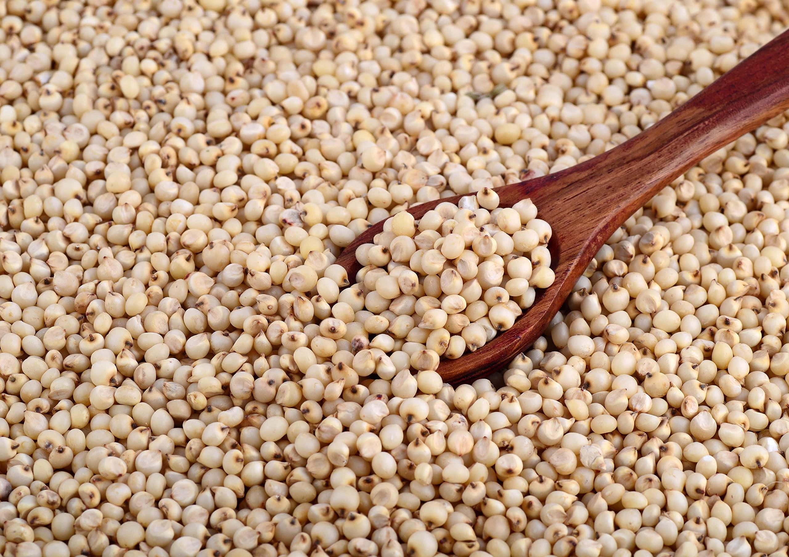 Food to Live Food to Live Gluten Free Organic Whole Grain Sorghum, 1 Pound Non-GMO White Groats. Raw Milo Seeds. Vegan, Bulk Broom-corn. Durra is Great for Making Flour and Popped Jowar Dhani. Made in USA