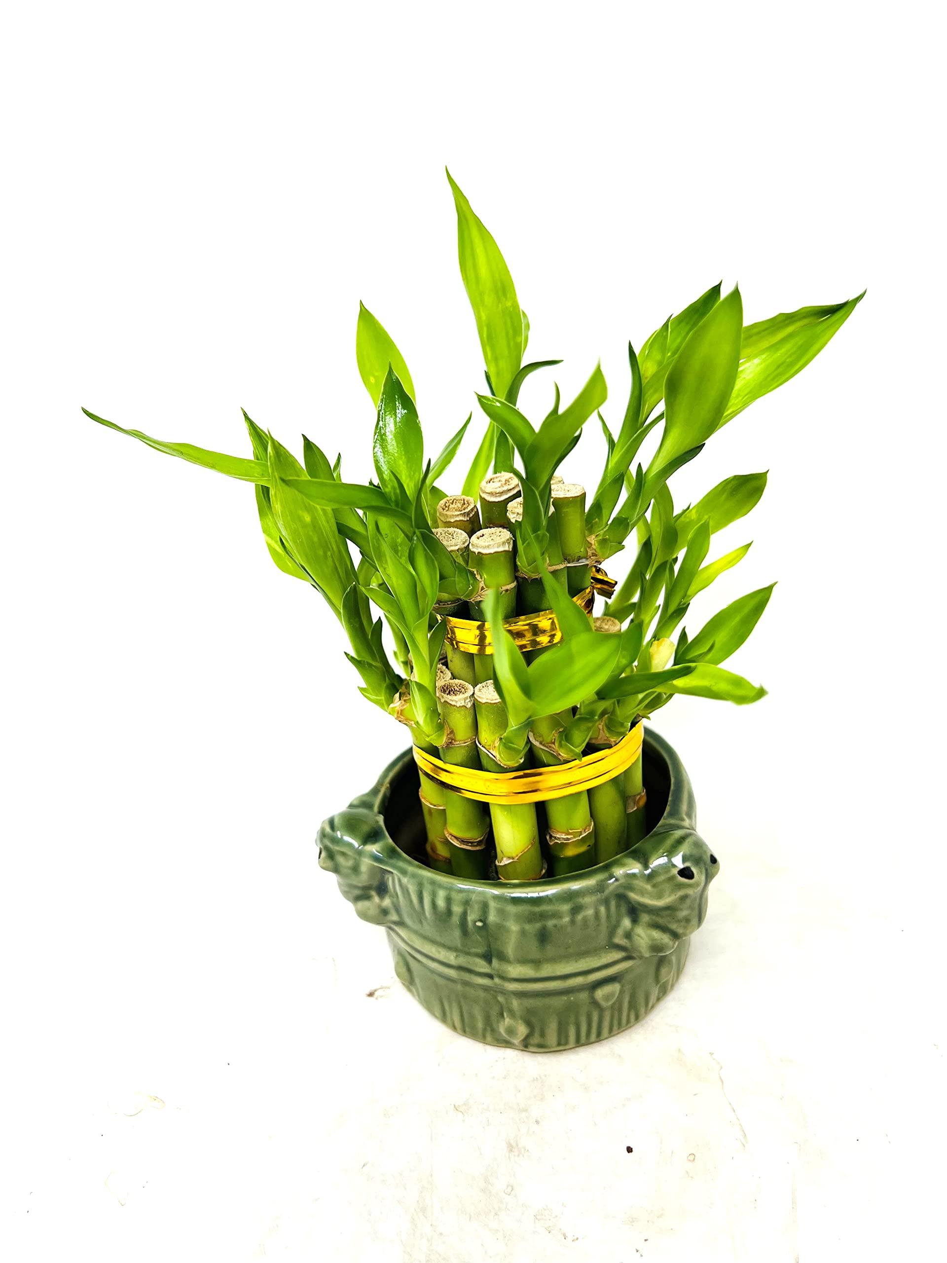 JM BAMBOO JM BAMBOO Two-Tiered Lucky Bamboo Arrangement 3'' 'Frogs Decor Vase'