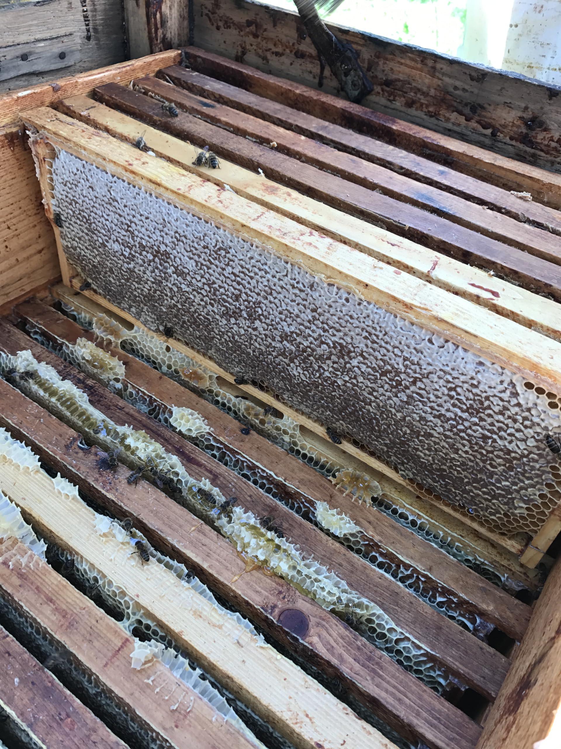 Generic Fresh 100% Organic Bee Bread, Perga, Ambrosia, Naturally Fermented Pollen, 3.53 Ounce / 100g., Excellent Quality, Paper Packaging