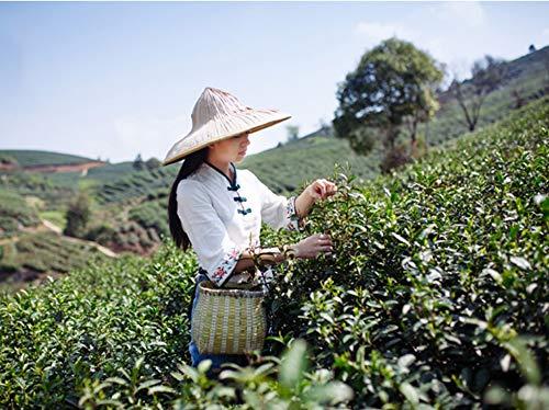 Luxtea Luxtea Chinese Famous Tea Grade AA (High Grade (Xi Hu Long Jing (West Lake Dragon Well))