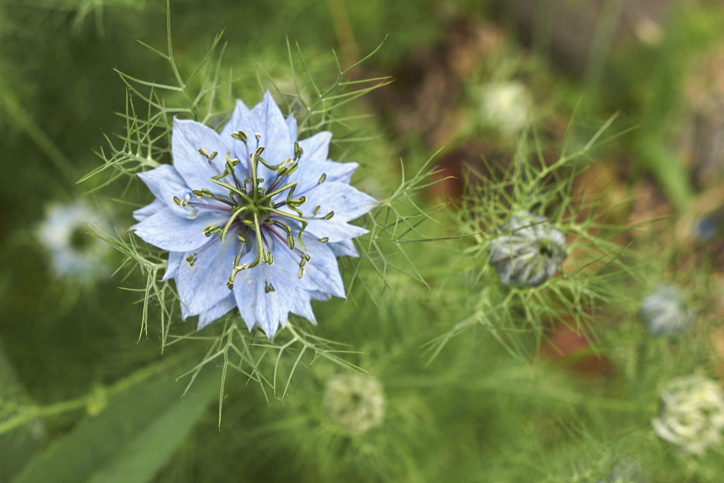Food to Live Food to Live Organic Black Cumin Seeds, 7 Pounds - Non-GMO, Kosher, Bulk Black Caraway. High in Iron, Calcium & Magnesium. Great for Cooking, Spicing, & Seasoning.