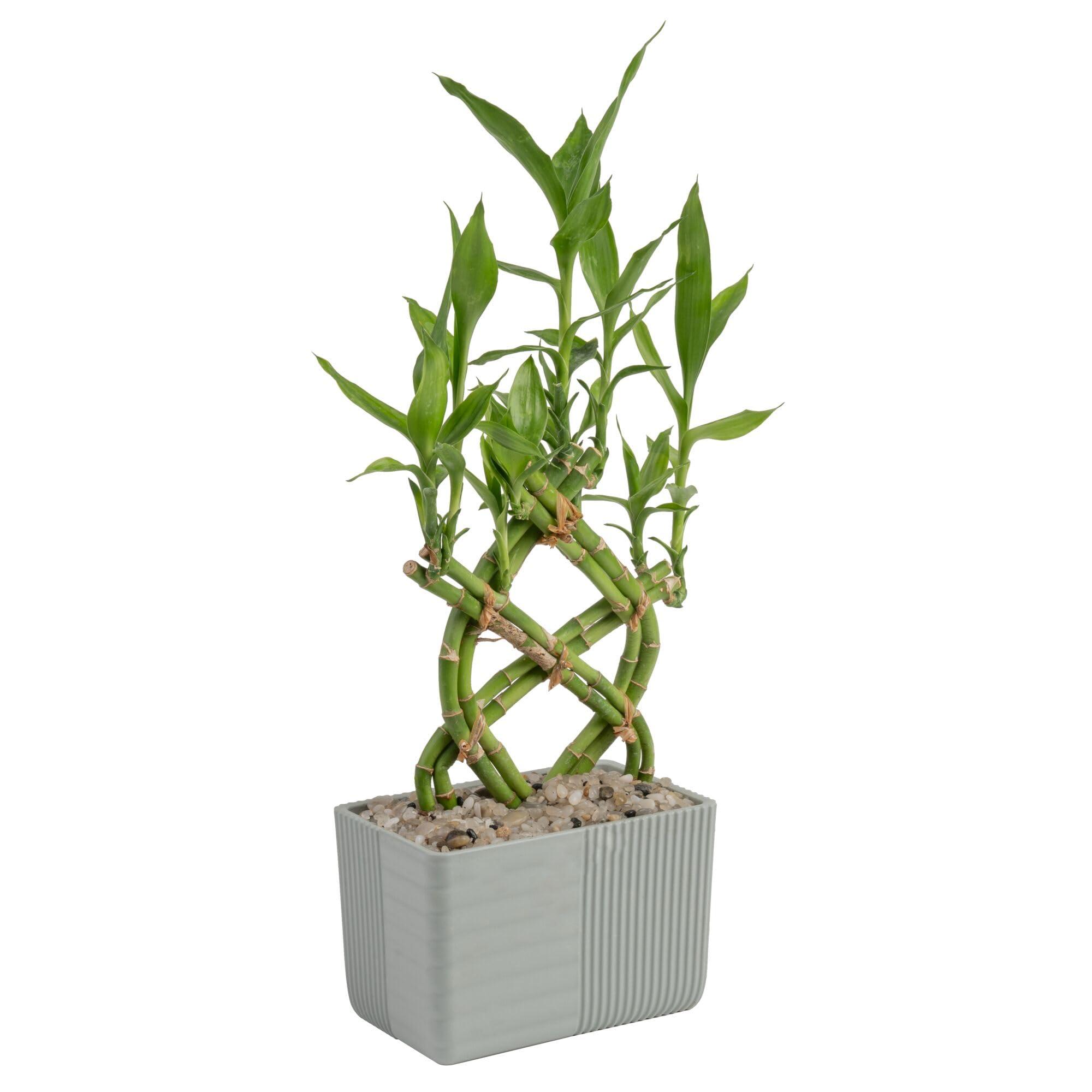 Costa Farms Costa Farms Lucky Bamboo Plant, Easy to Grow Live Houseplant in Indoor Bamboo Pot, Potting Mix, Grower\'s Choice, Birthday Gift, Home, Office, Plant Shelf Zen Room Decor, 12-Inches Tall