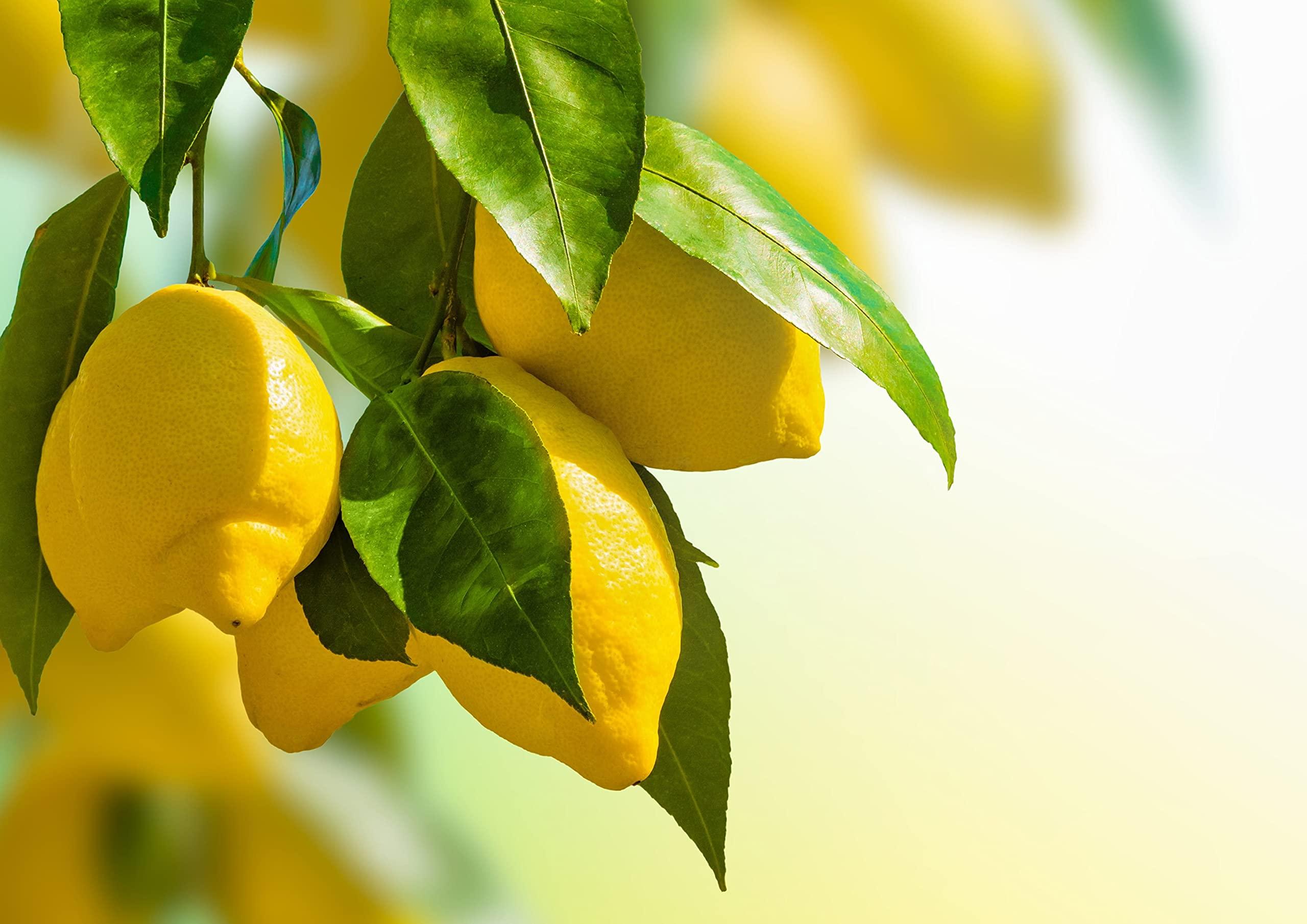 Food to Live Food to Live Organic Lemon Powder, 4 Pounds - Non-GMO, Unsulfured, Made from Raw Dried Citrus Fruit, Vegan, Bulk, Great for Baking, Juices, Smoothies, Yogurts, Contains Maltodextrin, No Sulphites