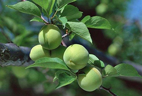 JOHNLEEMUSHROOM Dried fruit yellow plums 1700 grams from Yunnan China ()