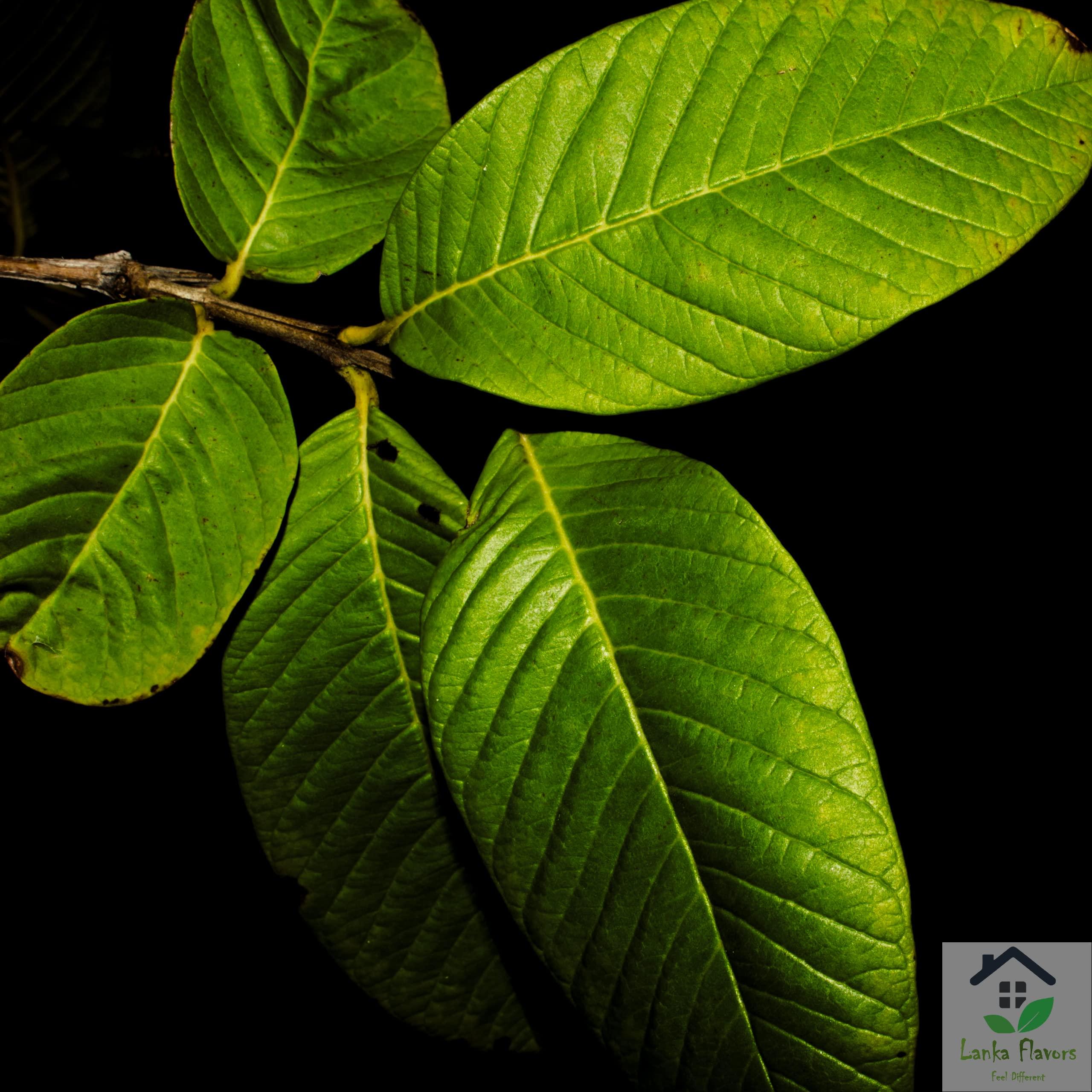 Lanka Flavors Feel Different Dried Guava Leaves 1 Oz (28g) Hojas De Guayaba Herbal Tea Natural Organic Air Dried Whole Leaf Harvested from Ceylon - Lanka Flavors Feel Different