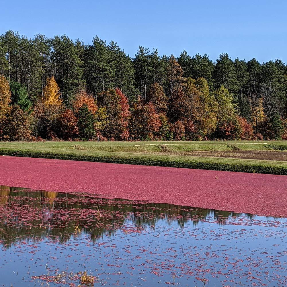 Organic by Mariani Mariani Organic Dried Cranberries, 30 oz