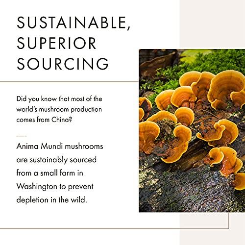 Anima Mundi Apothecary Anima Mundi Chaga Mushroom Powder - Organic Chaga Mushroom Powder - Immune System Support Supplement with Organic Chaga Extract Powder - Great for Tea, Coffee and More - Anima Mundi Supplements (5oz)