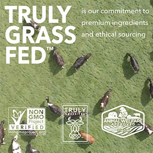 ICONIC ICONIC Protein Powder, Chocolate Truffle - Sugar Free, Low Carb Protein Powder - Lactose Free, Gluten Free, Non-GMO - 20g Grass Fed Whey & Casein Protein - Keto Friendly, 1 lb. Pouch (17 Servings)