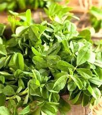 SANAA ZESTY FRESH and Dried Organic FENUGREEK Methi leaves and HERBS Premium Quality - Trigonella Foenum-graecum (2)