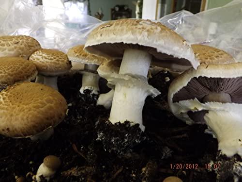 Willow Mountain Mushrooms Mushroom Lovers Multi Kit ~ One Each ~ Button, Crimini and Oyster ~ EASY to Grow!!