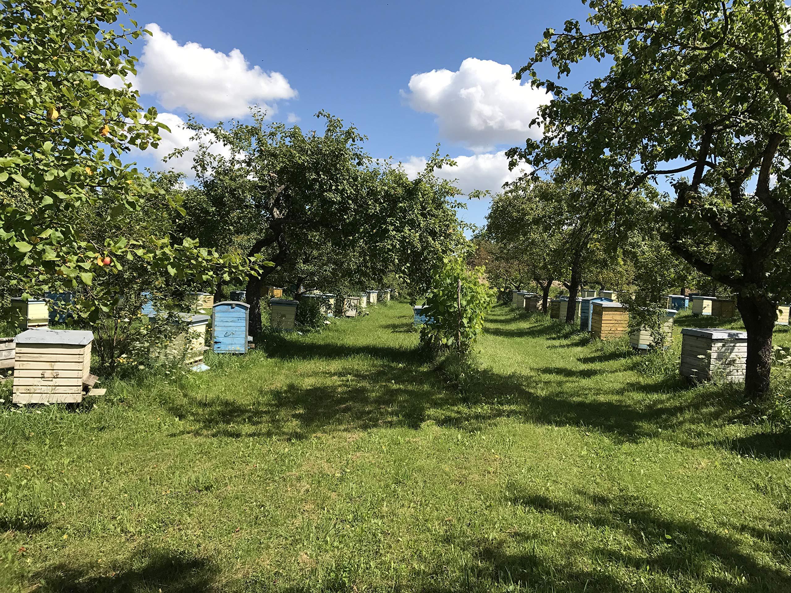 Generic Fresh 100% Organic Bee Bread, Perga, Ambrosia, Naturally Fermented Pollen, 3.53 Ounce / 100g., Excellent Quality, Paper Packaging