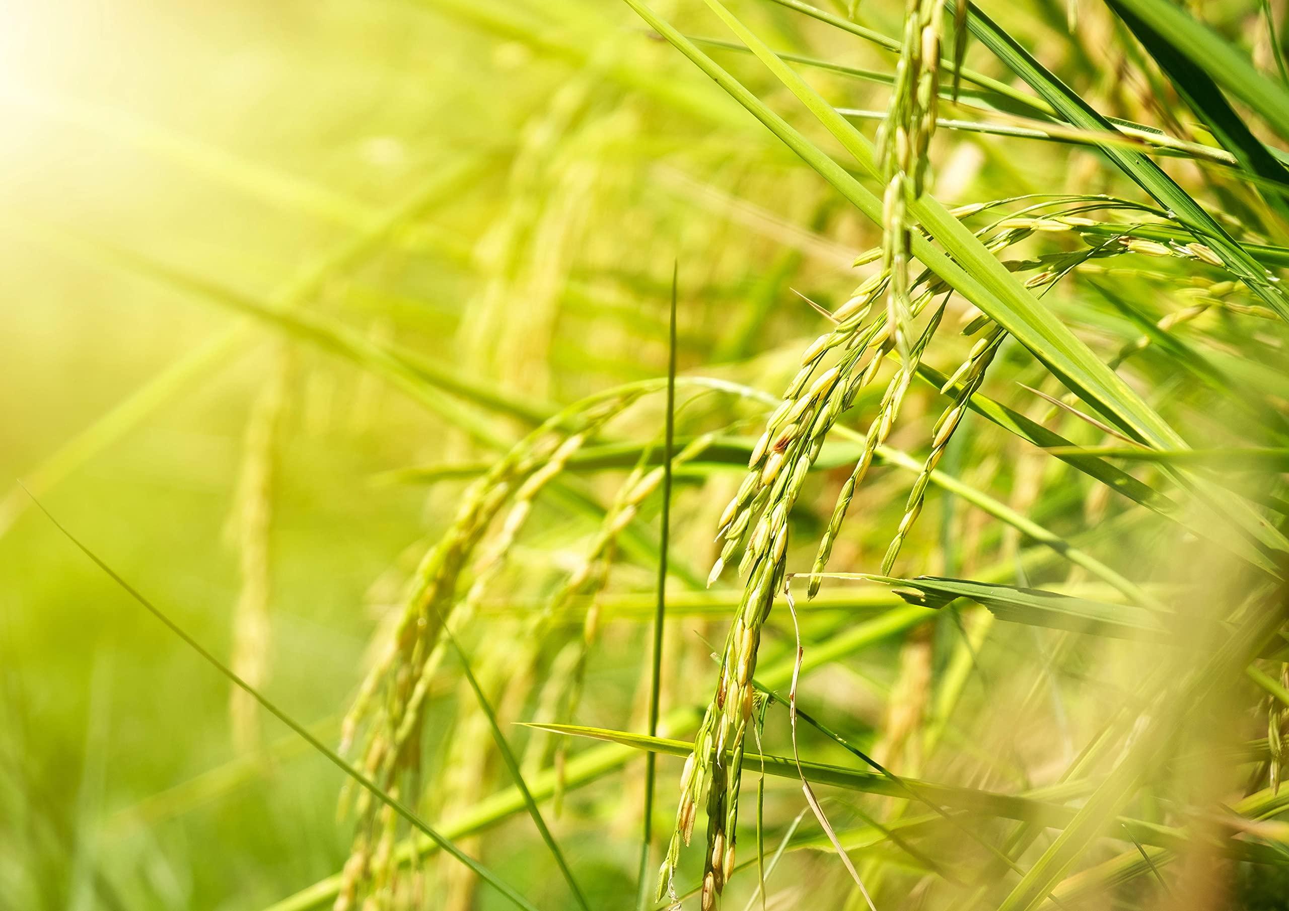 Food to Live Food to Live - Jasmine White Rice, 1 Pounds - Long-Grain, Raw, Vegan, and Kosher, Bulk. Fluffy Texture. Good Source of Protein and Folate