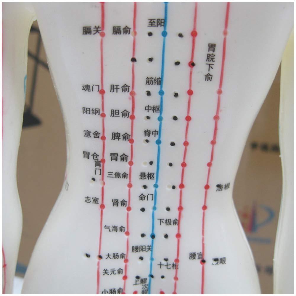 KH66ZKY KH66ZKY Human Acupuncture Point Model Chinese Medicine for Body Massage Twelve Meridians Moxibustion Studying Medical Educational Training Aid,Female