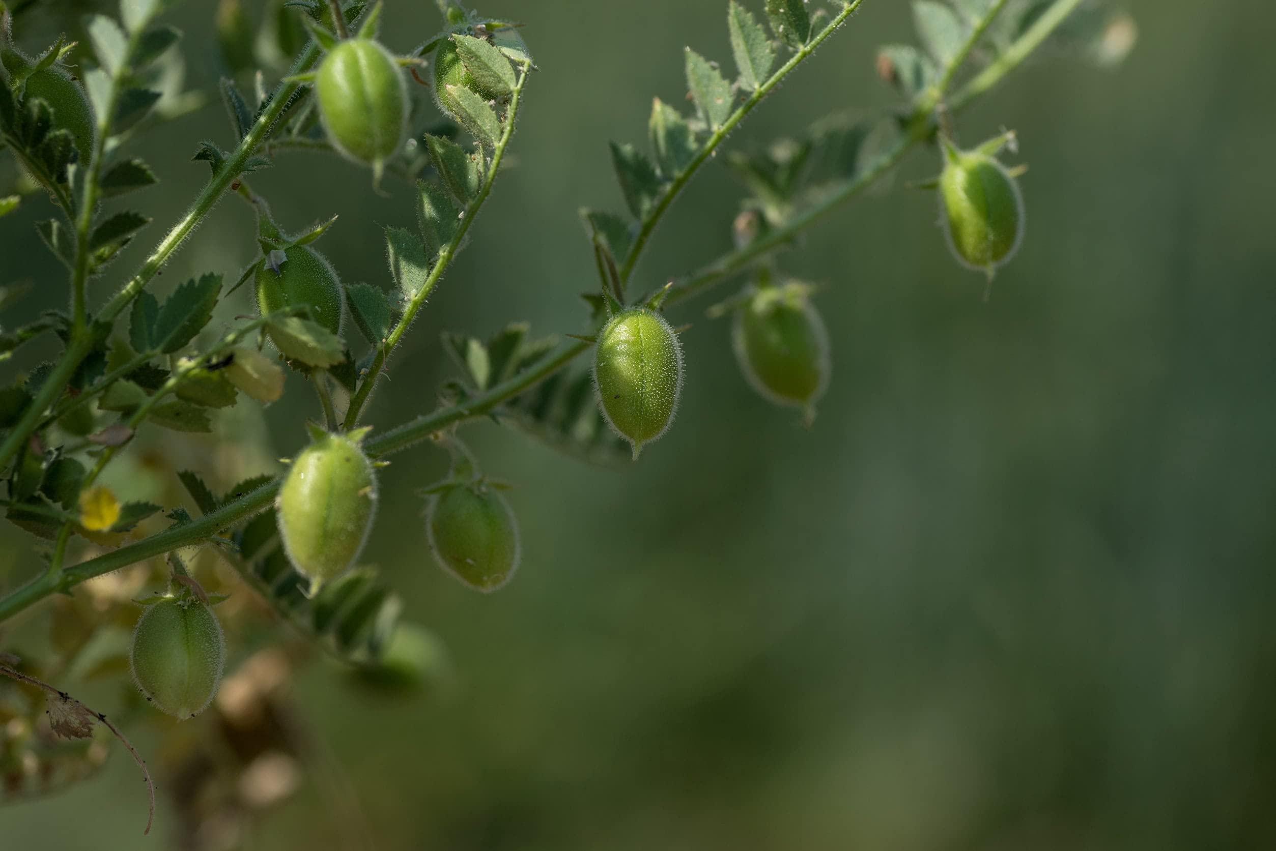 Food to Live Food to Live Garbanzo Bean Flour, 1 Pound Finely Milled Chickpea Flour, Raw, Vegan, Kosher, Bulk, Good Source of Protein, Fiber, Folate, and Copper. Great for Cooking and Baking. Made in USA