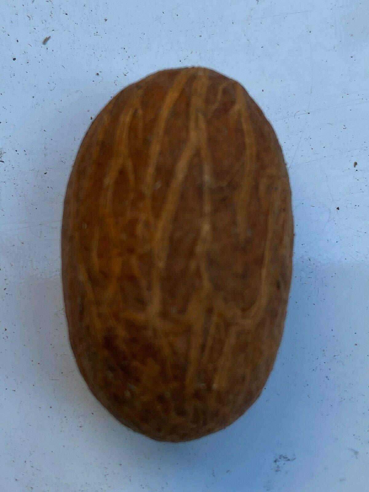 Generic Generic HGU Bitter Kola Nut Garcinia Kola Cola 1 Lb