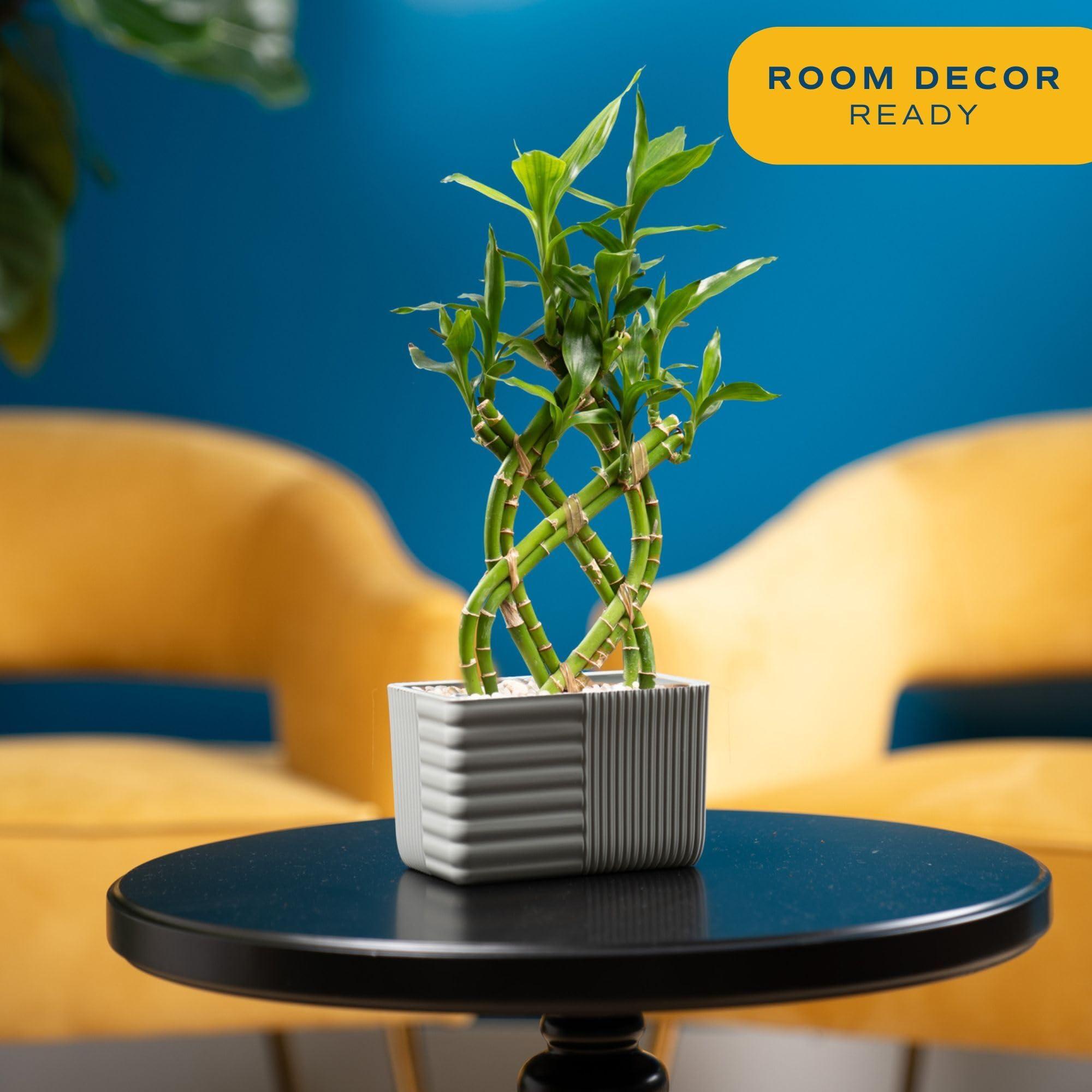 Costa Farms Costa Farms Lucky Bamboo Plant, Easy to Grow Live Houseplant in Indoor Bamboo Pot, Potting Mix, Grower\'s Choice, Birthday Gift, Home, Office, Plant Shelf Zen Room Decor, 12-Inches Tall