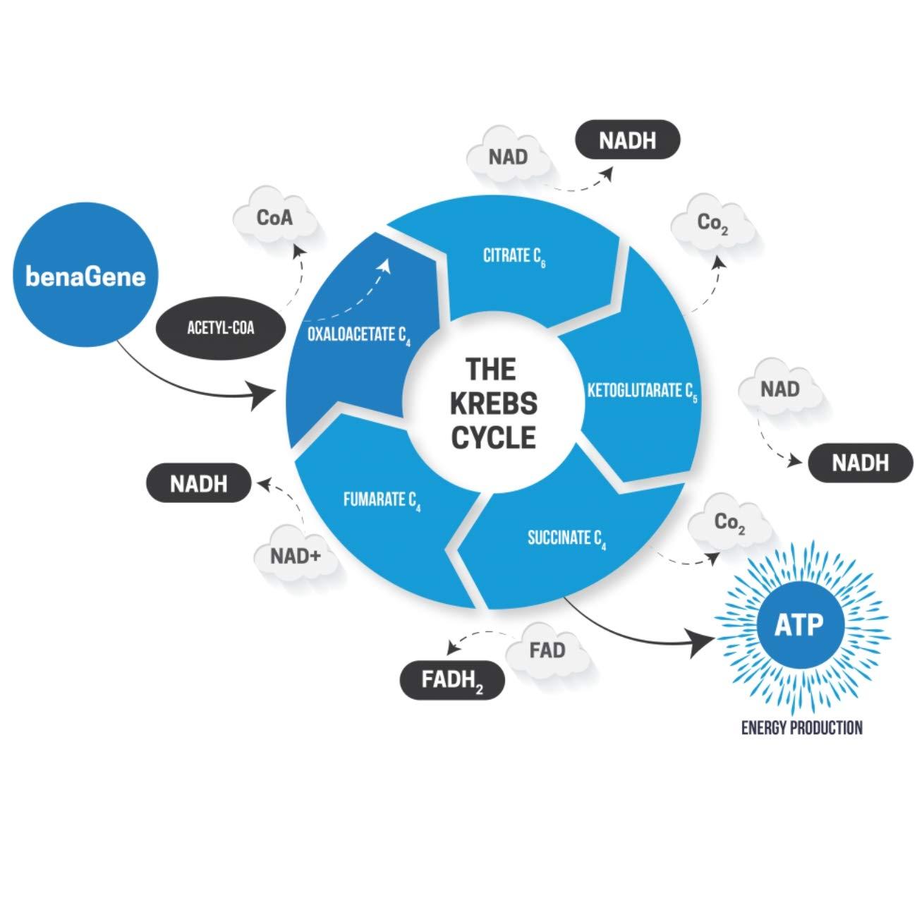 Benagene Benagene Oxaloacetate Supplement - Supports Cellular Energy, Healthy Metabolism, & Body Regulation - Thermally Stabilized with Vitamin C - Non-GMO & Vegan - Once Daily (90 Servings)