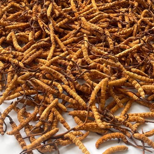 Generic 10 Gram 100% Wild Himalayan Cordyceps Sinensis Chinese Caterpillar Fungus Cordyceps Sinensis Wild Cordyceps,Dong Chong Xia Cao,Memory Support Immune Support,Natural Organic Herbal Supplements.