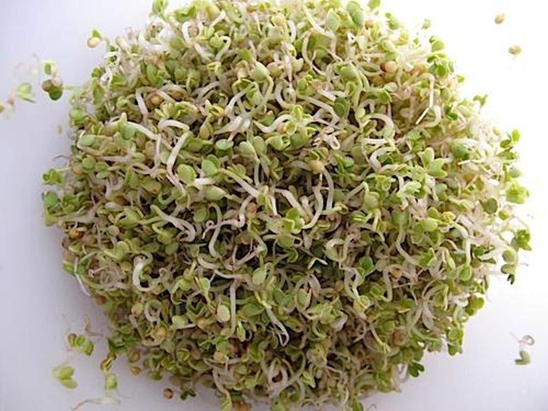 Organic Yellow Mustard Sprouting Seeds Yellow Mustard Sprouting Seeds - Grow Your OWN Sprouts Very Zesty(300 - Seeds)