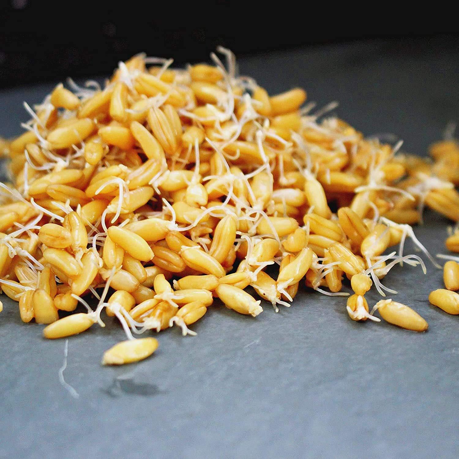 Handy Pantry Organic Kamut Seed- 1 Lb- Kamut Grain Seeds- for Growing Kamut Grass, Flour, Bread, Baking, Cooking, Food Storage, Sprouting