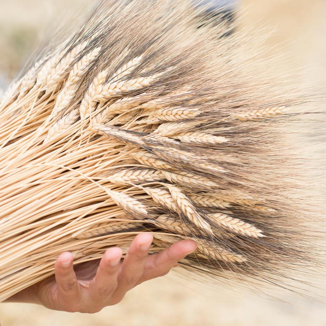 Alma Gourmet Italian Mezzi Rigatoni di Gragnano IGP - Authentic Pasta di Gragnano Imported - Certified Made in Italy - 100% Italian Wheat - Slow Dried, Excellent Firmness - Pastificio dei Campi - 17.6oz Pack of 1