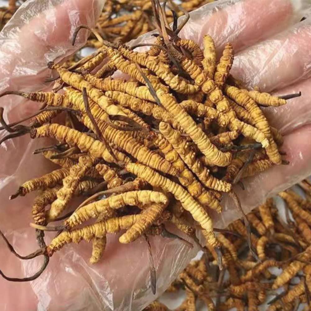 Generic 10 Gram 100% Wild Himalayan Cordyceps Sinensis Chinese Caterpillar Fungus Cordyceps Sinensis Wild Cordyceps,Dong Chong Xia Cao,Memory Support Immune Support,Natural Organic Herbal Supplements.