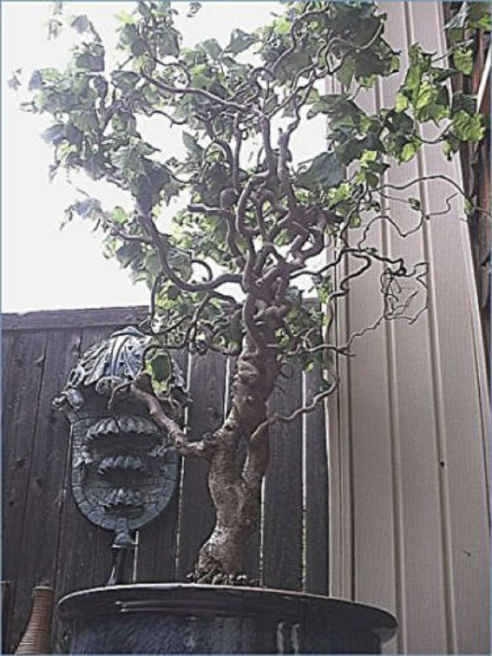 CZ Grain Jumbo Bonsai Tree Dragon Claw Willow - 3 foot tall Trunk approx 2-3 inches Thick