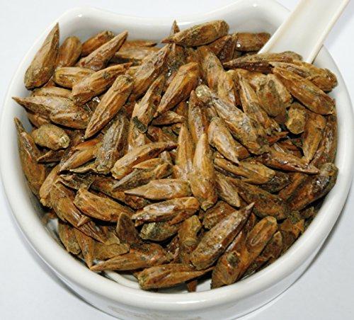 Health Embassy Health-Embassy White Poplar Buds | Populus Alba L | 100% Natural (50g)