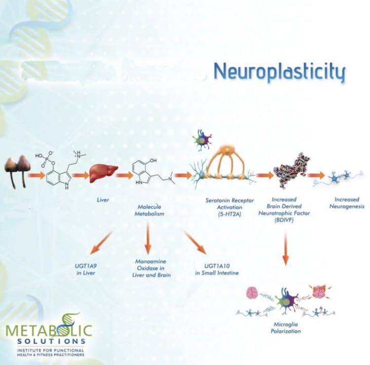 Halls of Amenti Ascension Brain Halls of Amenti Ascension Brain Magic Medicinal Mushroom Gummies